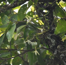 Jumellea triquetra - EPIDENDROIDEAE - Endémique Réunion - MB3_3173.jpg