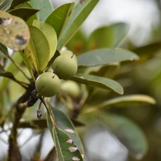 Labourdonnaisia calophylloides - Ti natte - SAPOTACEAE - Endémique Réunion Maurice - MB3_3190.jpg