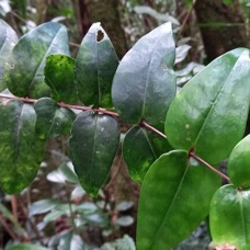 Memecylon confusum - bois de balai - MELASTOMATACEAE - endémique Réunion - 20230725_144659.jpg