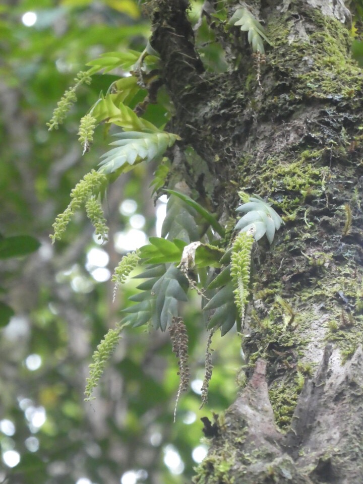 Oberonia disticha - EPIDENDROIDEAE - Indigène Réunion - P1070184.jpg