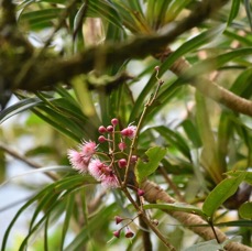 Syzygium cymosum - Bois de pomme rouge - Myrtaceae - Endémique Réunion Maurice -MB3_3199.jpg