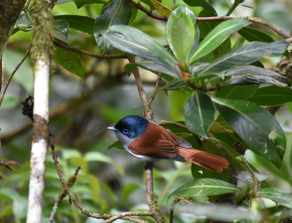 Terpsiphone bourbonnensis - zoiseau la vierge - MONARCHIDAE - Endémique Réunion- MB3_3204b.jpg