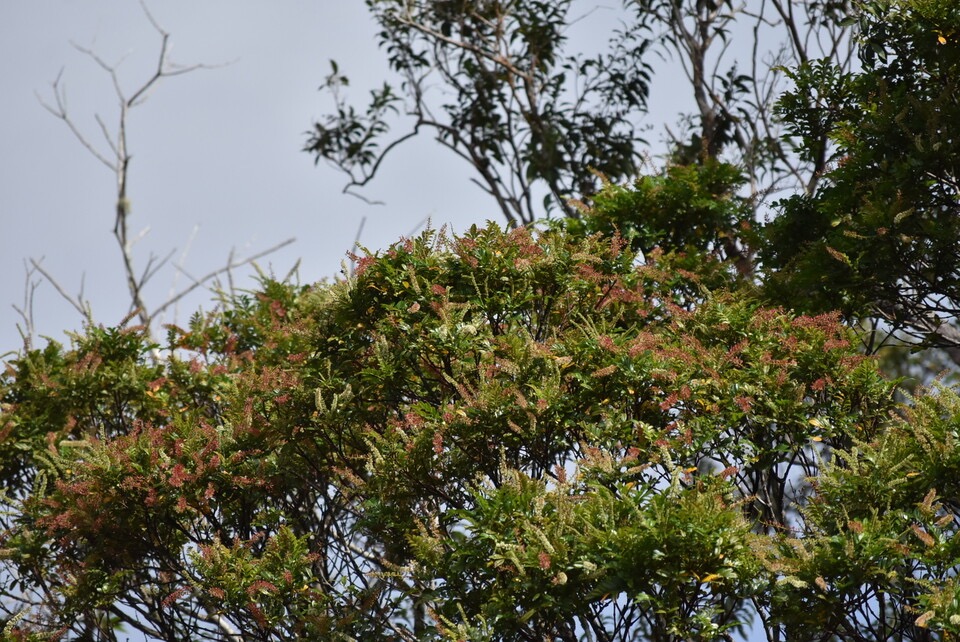 Weinmannia tinctoria - Tan rouge - CUNIONACEAE - Endémique Réunion Maurice -MB3_3156.jpg