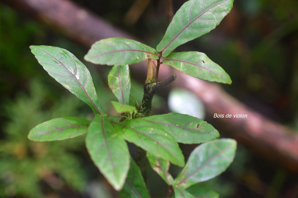 Acalypha integrifolia Bois de violon Euph orbiaceae Indigène La Réunion 9285.jpeg