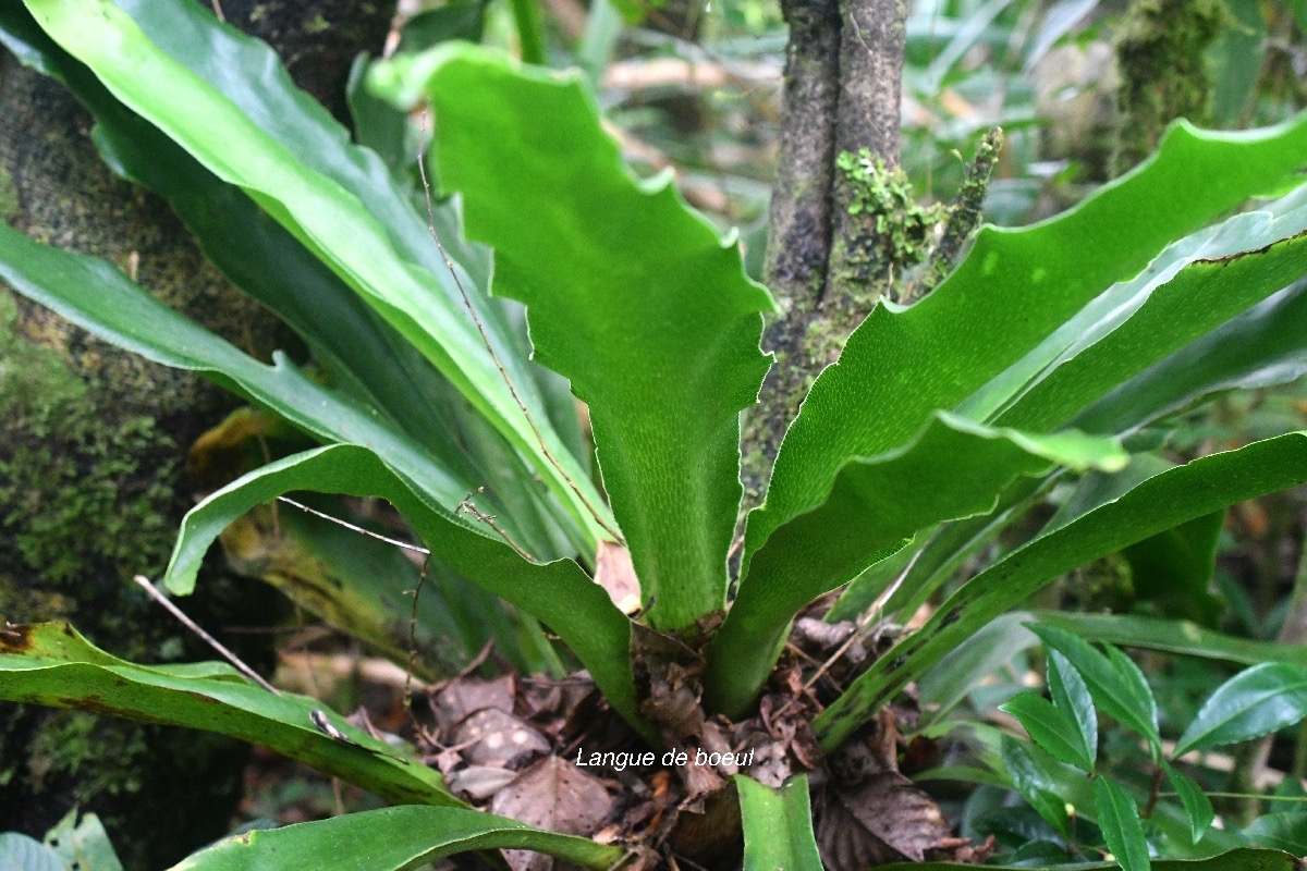 Antrophyopsis boryana Langue de boeuf Pt eridaceae Indigène La Réunion 9327.jpeg