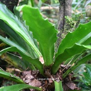 Antrophyopsis boryana Langue de boeuf Pt eridaceae Indigène La Réunion 9327.jpeg