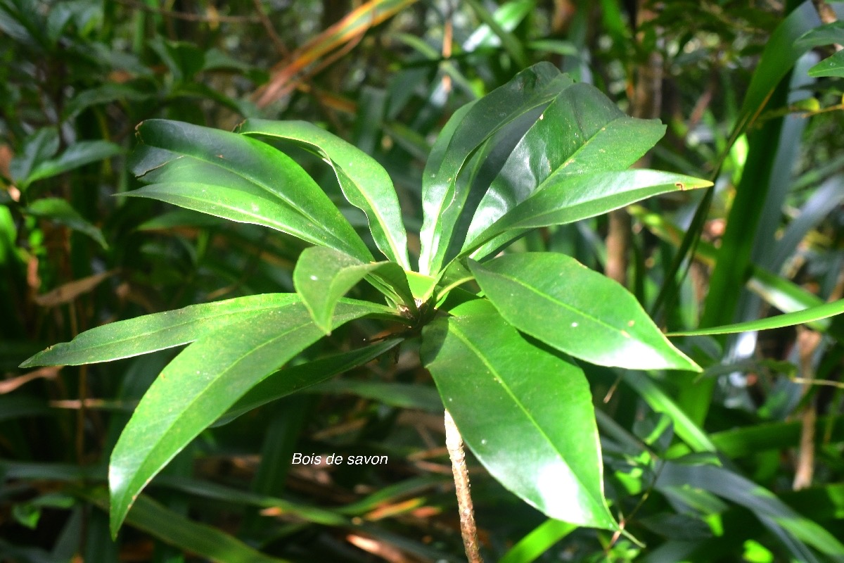 Badula barthesia Bois de savon Primul aceae Endémique La Réunion 9312.jpeg