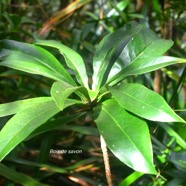 Badula barthesia Bois de savon Primul aceae Endémique La Réunion 9312.jpeg