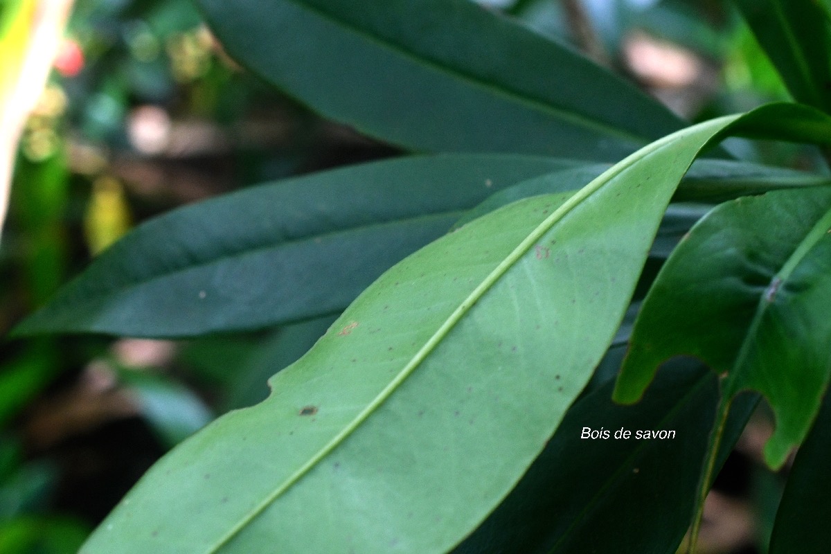 Badula barthesia Bois de savon Primul aceae Endémique La Réunion 9313.jpeg