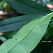 Badula barthesia Bois de savon Primul aceae Endémique La Réunion 9313.jpeg