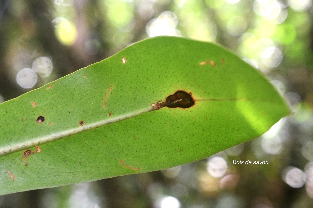 Badula grammisticta Bois de savon Primu laceae Endémique La Réunion 9316.jpeg