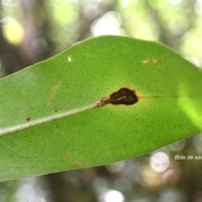 Badula grammisticta Bois de savon Primu laceae Endémique La Réunion 9316.jpeg