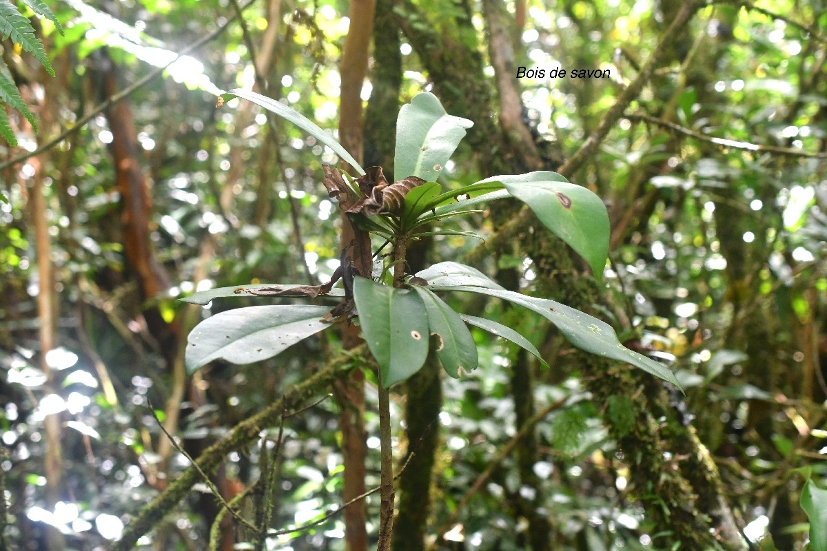 Badula grammisticta Bois de savon Primu laceae Endémique La Réunion 9318.jpeg