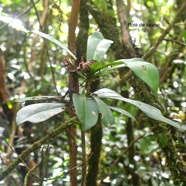 Badula grammisticta Bois de savon Primu laceae Endémique La Réunion 9318.jpeg