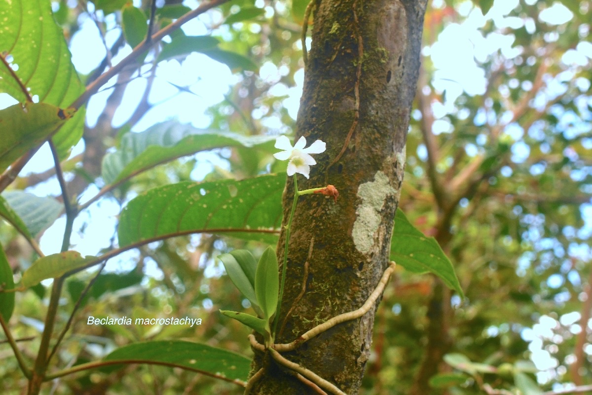 Beclardia macrostachya Orchidaceae Indigène La Réunion 9343.jpeg