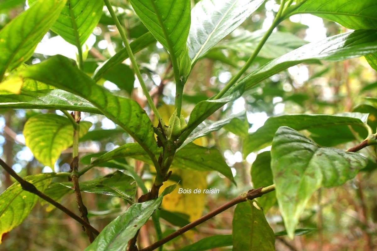 Bertiera borbonica Bois de raisin Rubi aceae Endémique La Réunion 9271.jpeg