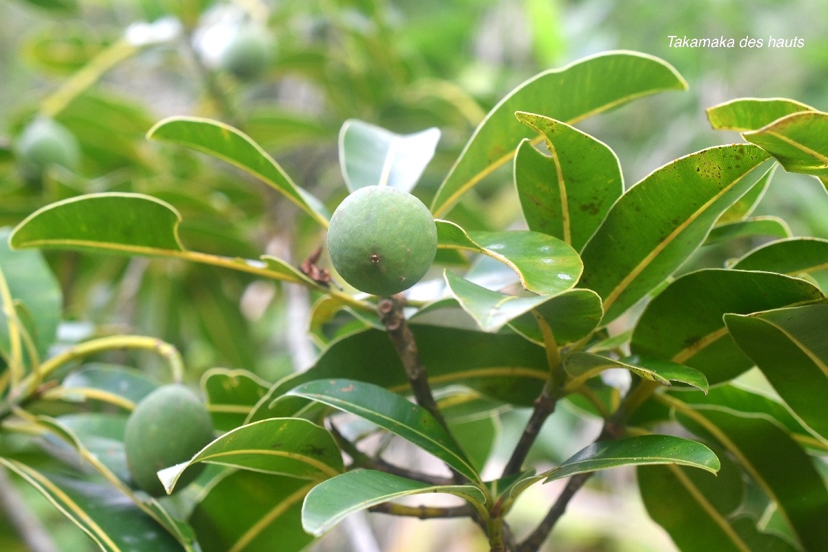 Calophyllum tacamahaca Takamaka des hauts Clusi aceae Endémique La Réunion, Maurice 9194.jpeg