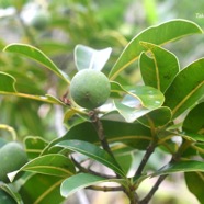 Calophyllum tacamahaca Takamaka des hauts Clusi aceae Endémique La Réunion, Maurice 9194.jpeg