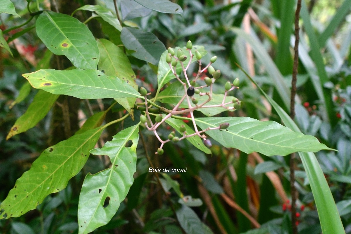 Chassalia corallioides Bois de corail Ru biaceae Endémique La Réunion 9314.jpeg