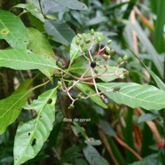 Chassalia corallioides Bois de corail Ru biaceae Endémique La Réunion 9314.jpeg