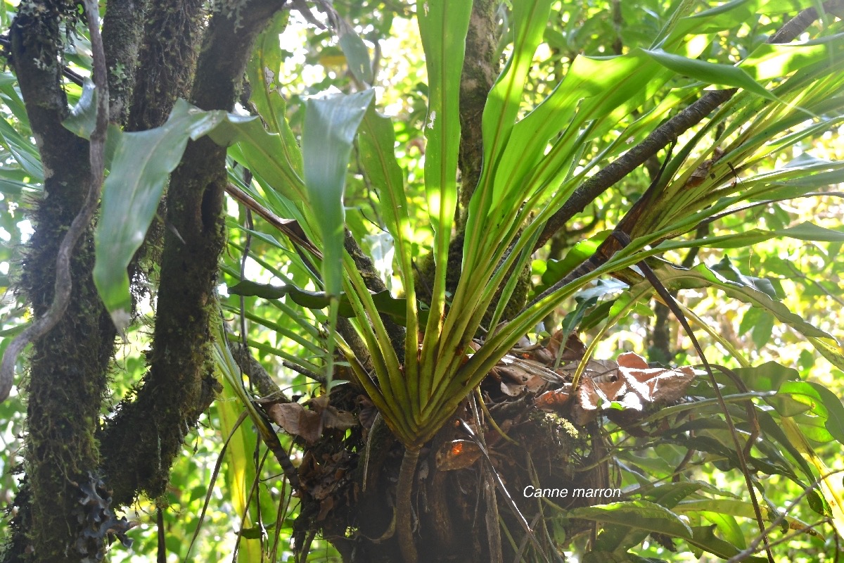 Cordyline mauritiana Canne marron Asparagace ae Endémique La Réunion, Maurice 9259.jpeg