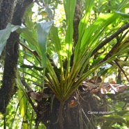 Cordyline mauritiana Canne marron Asparagace ae Endémique La Réunion, Maurice 9259.jpeg