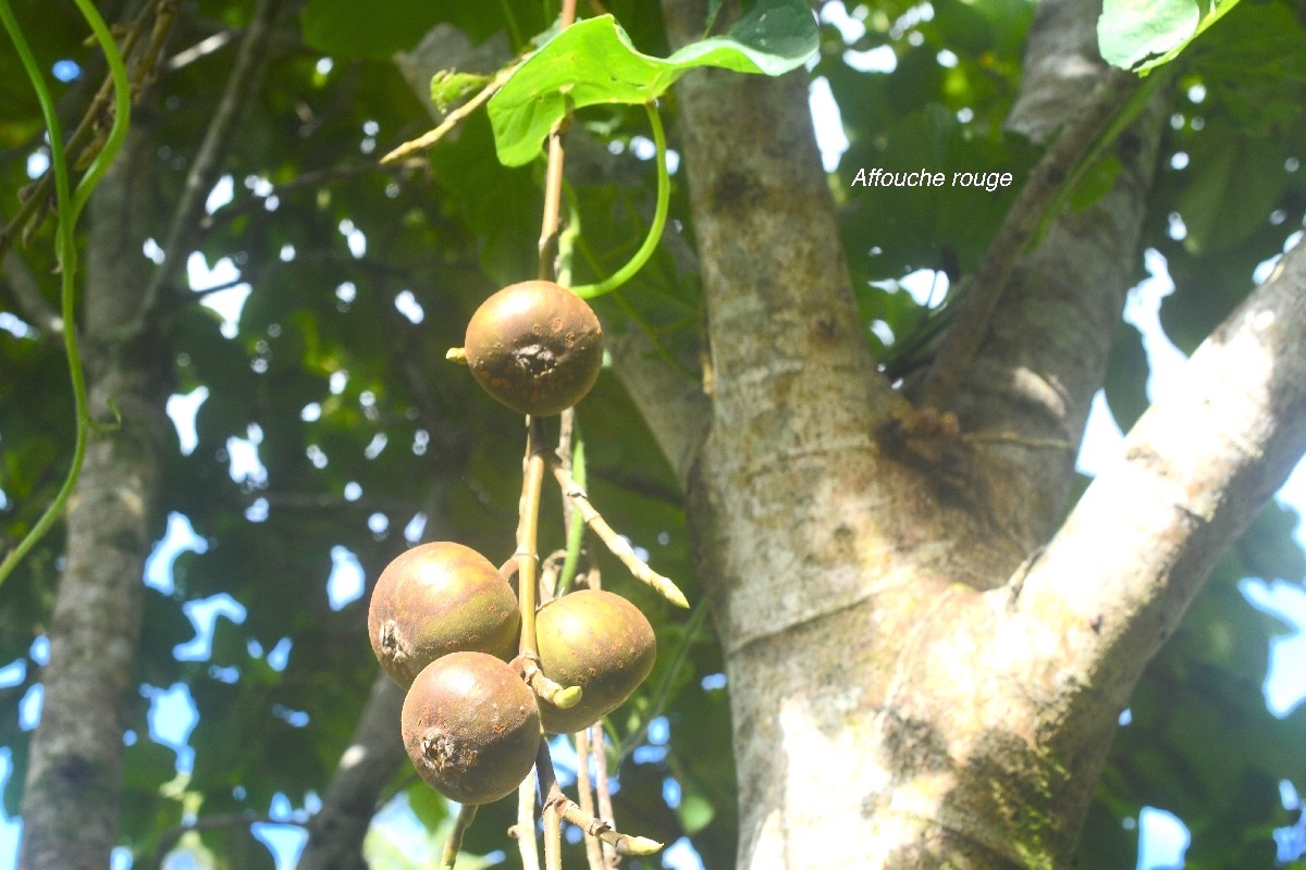 Ficus mauritiana Affouche rouge Moraceae  Endémique La Réunion, Maurice 9188.jpeg