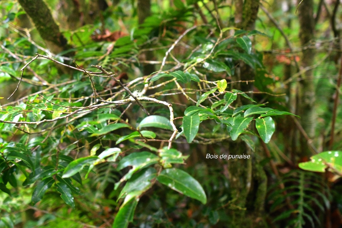 Grangeria borbonica Bois de punaise Chrysobalan aceae Endémique La Réunion, Maurice 9292.jpeg