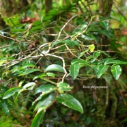 Grangeria borbonica Bois de punaise Chrysobalan aceae Endémique La Réunion, Maurice 9292.jpeg