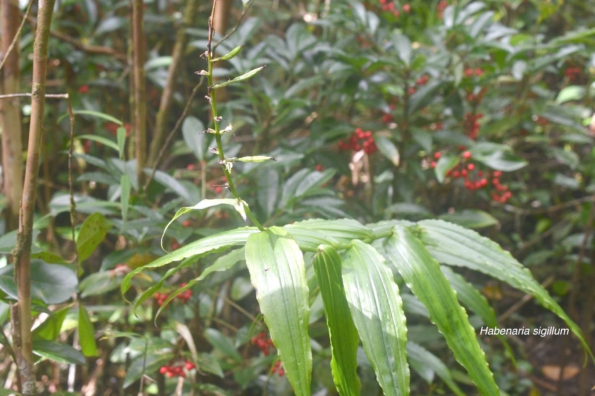 Habenaria sigillum Orchidaceae  Indigène La Réunion 9268.jpeg