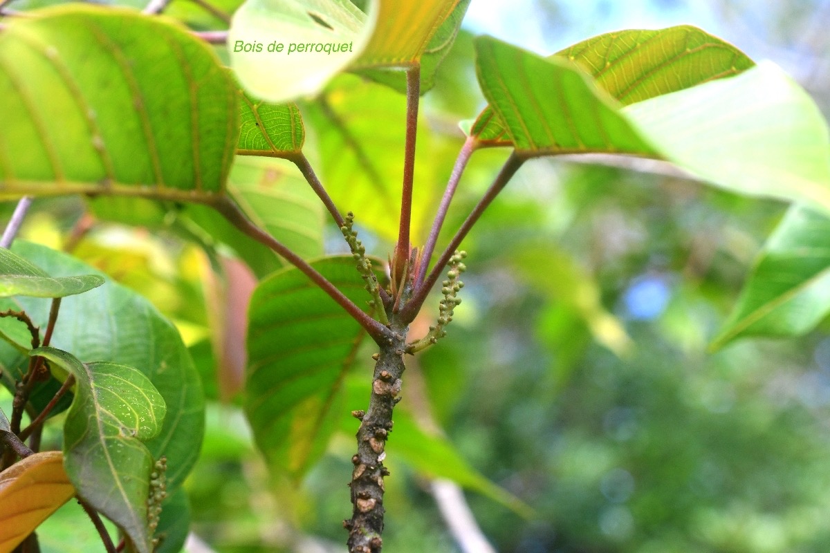 Hancea integrifolia Bois de perroquet Euphobia ceae Endémique La Réunion, Maurice 9244.jpeg