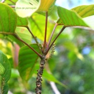 Hancea integrifolia Bois de perroquet Euphobia ceae Endémique La Réunion, Maurice 9244.jpeg