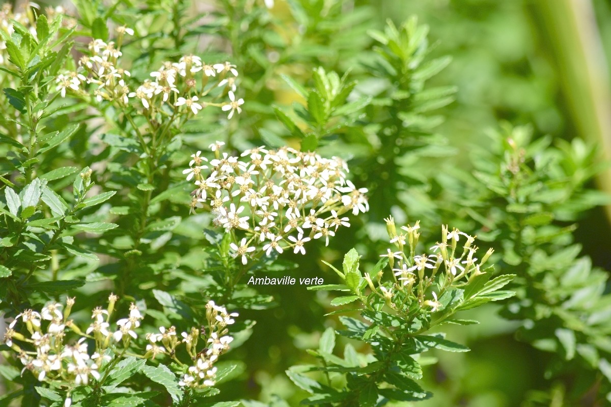 Hubertia ambavilla Ambaville verte Ast eracea Endémique La Réunion 9236.jpeg