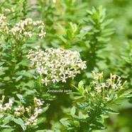 Hubertia ambavilla Ambaville verte Ast eracea Endémique La Réunion 9236.jpeg