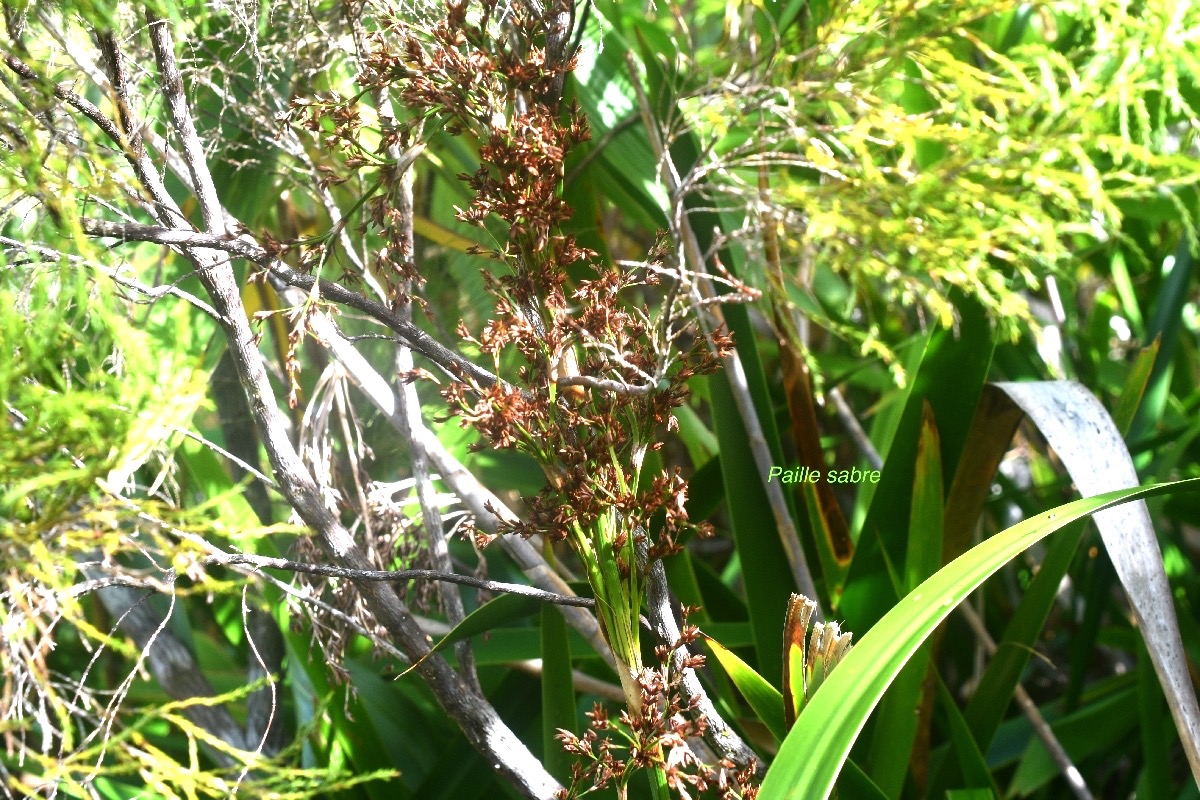 Machaerina iridifolia Paille sabre Cyperace ae Endémique La Réunion, Maurice 9247.jpeg