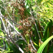 Machaerina iridifolia Paille sabre Cyperace ae Endémique La Réunion, Maurice 9247.jpeg