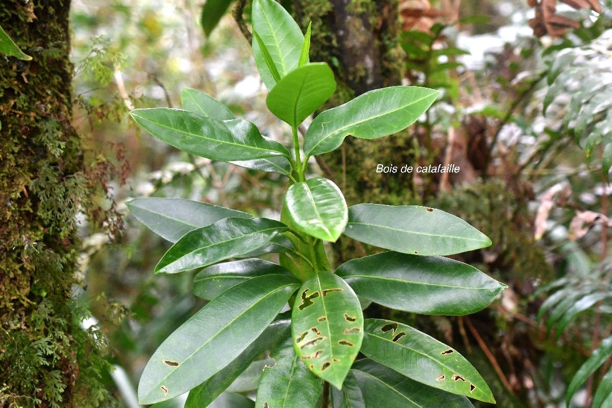 Melicope obscura Bois de catafaille Ru taceae Endémique La Réunion 9310.jpeg