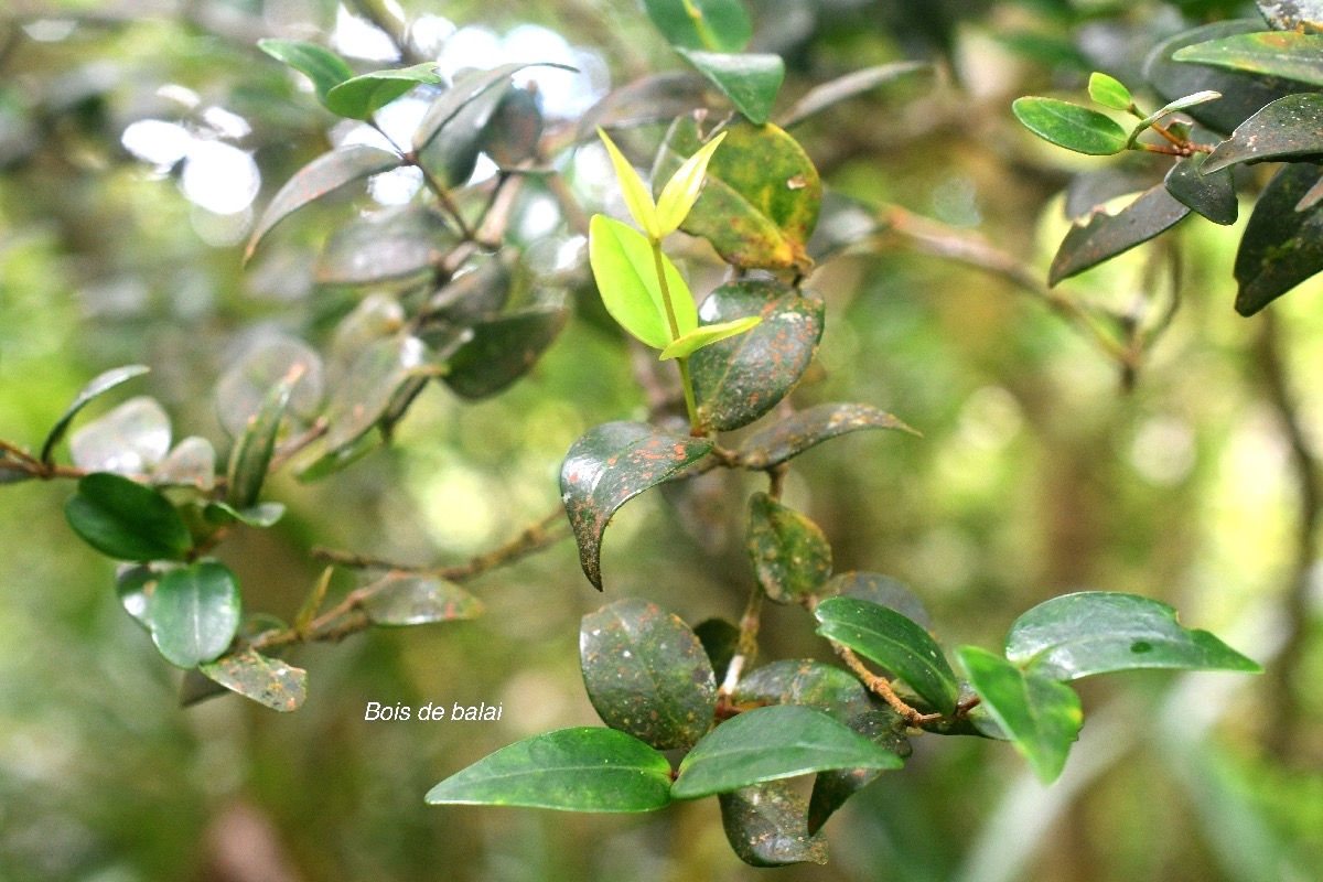 Memecylon confusum Bois de balai Memecy laceae Endémique La Réunion 9302.jpeg