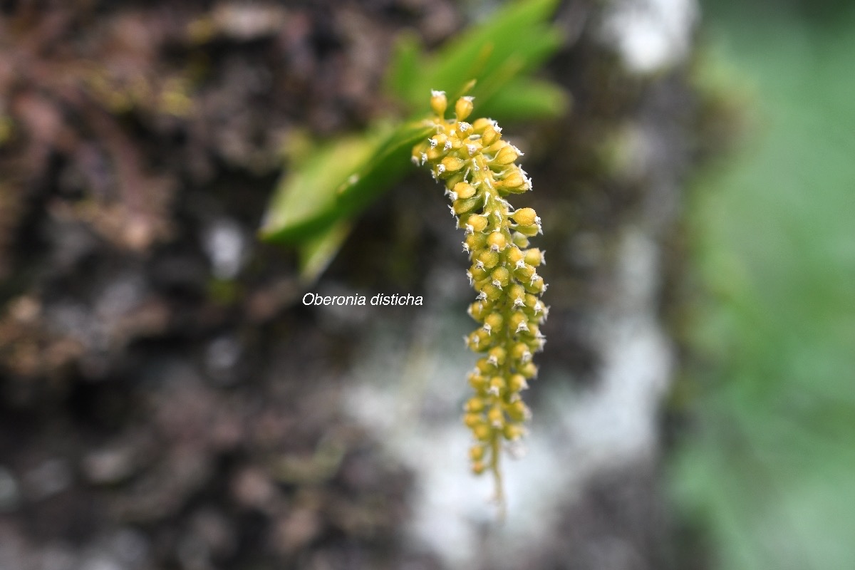 Oberonia disticha Orchidaceae  Indigène La Réunion 9337.jpeg