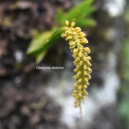 Oberonia disticha Orchidaceae  Indigène La Réunion 9337.jpeg