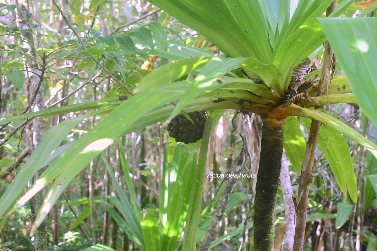 Pandanus purpurascens Vacoa des hauts Pan danaceae Endémique La Réunion 9294.jpeg