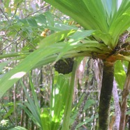 Pandanus purpurascens Vacoa des hauts Pan danaceae Endémique La Réunion 9294.jpeg