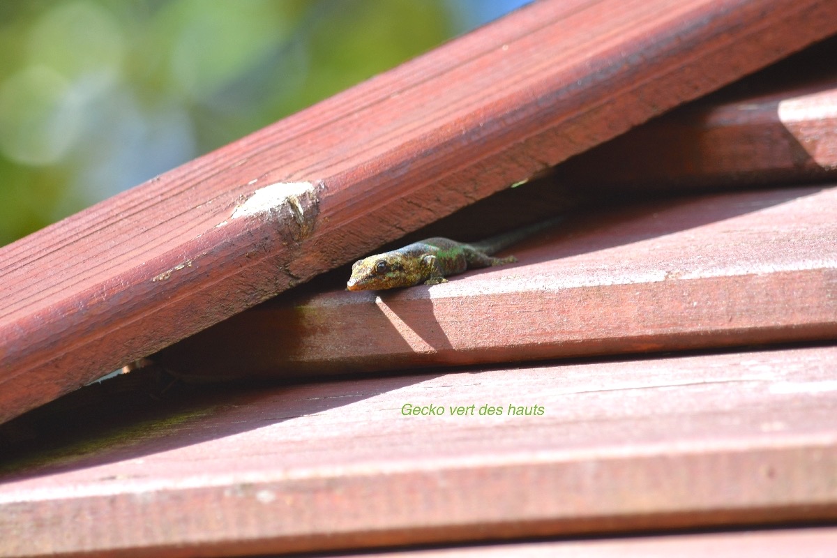 Phelsuma borbonica Gecko vert des hauts  G ekkonidae Endémique La Réunion 9206.jpeg