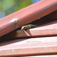 Phelsuma borbonica Gecko vert des hauts  G ekkonidae Endémique La Réunion 9206.jpeg