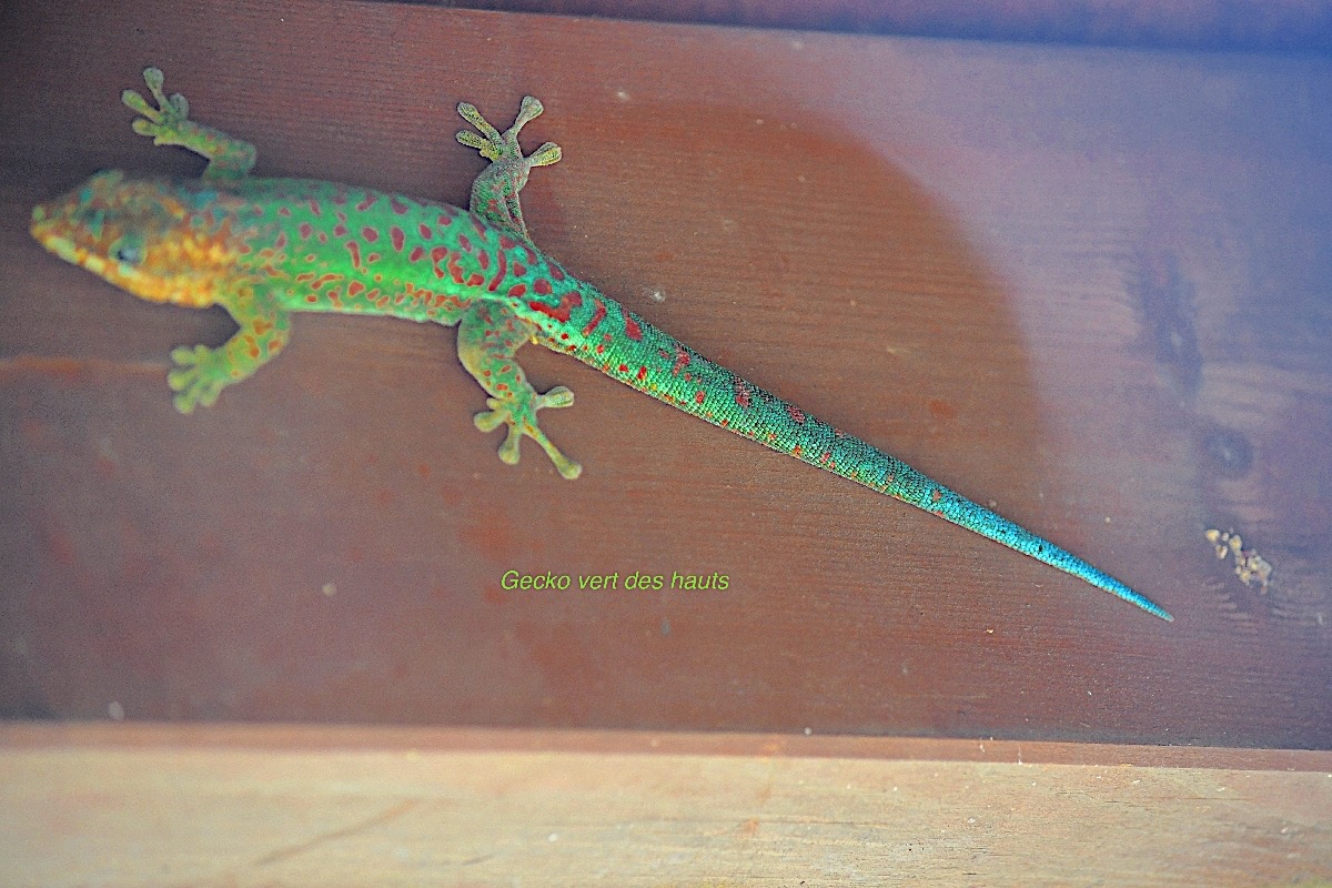 Phelsuma borbonica Gecko vert des hauts Gekkonidae Endémique La Réunion 9222.jpeg