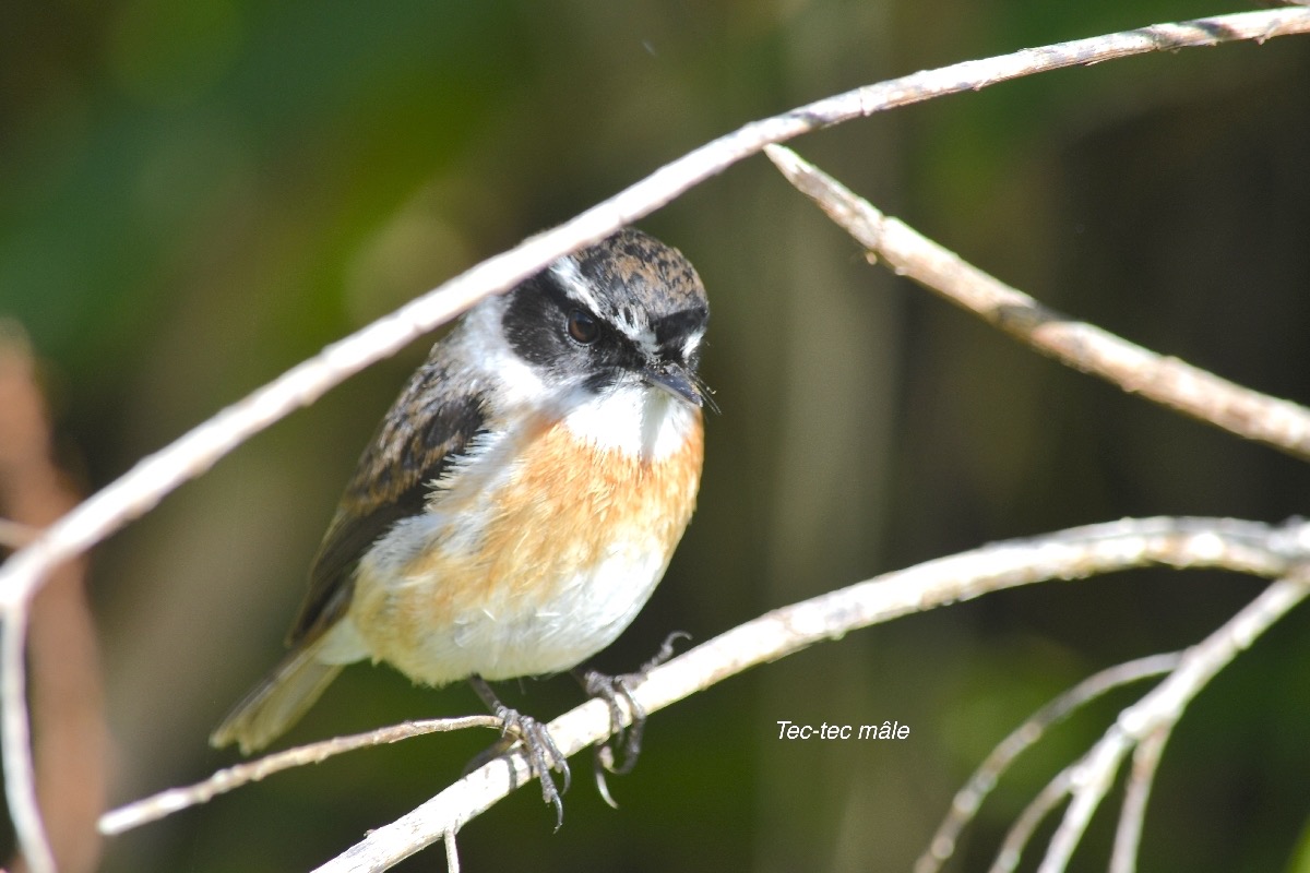 Saxicola tectes Tec-tec Muscicapid ae Endémique La Réunion 9235.jpeg