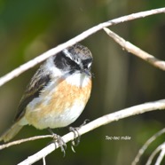 Saxicola tectes Tec-tec Muscicapid ae Endémique La Réunion 9235.jpeg