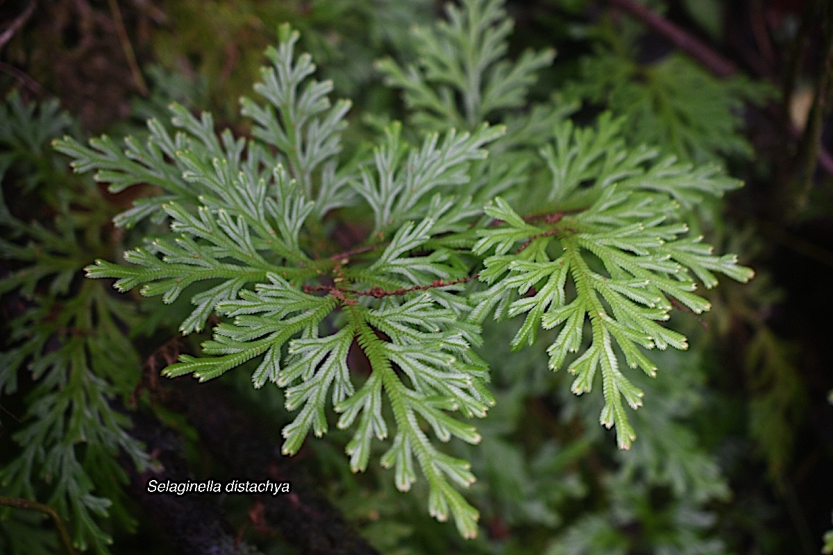 Selaginella distachya Selaginellaceae E ndémique La Réunion, Maurice 9348.jpeg