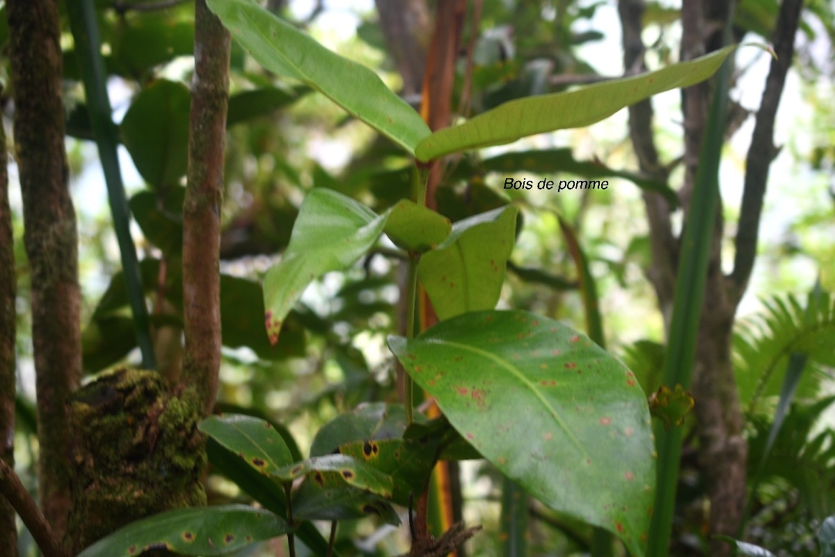 Syzygium cordemoyi Bois de pomme Myrt aceae Endémique La Réunion 9306.jpeg