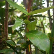 Syzygium cordemoyi Bois de pomme Myrt aceae Endémique La Réunion 9306.jpeg